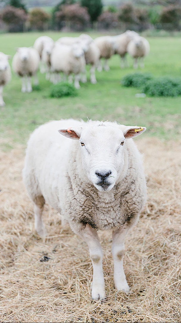 Sheep graze the surrounding fields of this charming countryside wedding venue in Essex